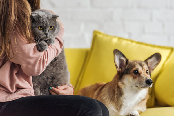 Eine Person hält eine graue Katze auf dem Arm, während ein Corgi-Hund auf einem gelben Sofa sitzt.