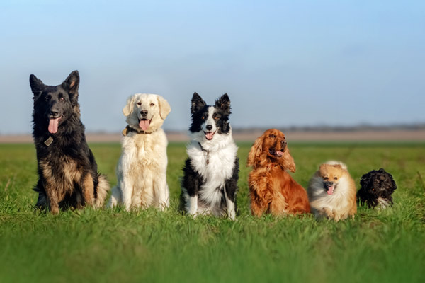 Sechs Hunde verschiedener Rassen sitzen auf einer Wiese.